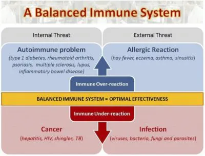 Balanced Immune System