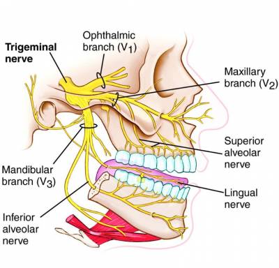 trigeminal nerve branches